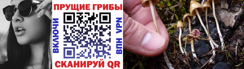 Галлюциногенные грибы Magic Shrooms  Новосокольники 